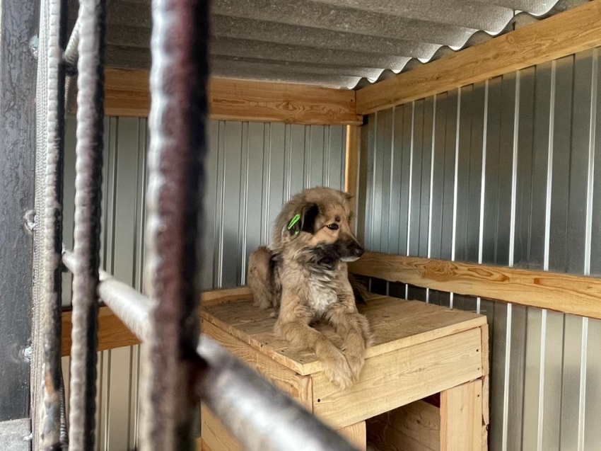 Краевая ветеринарная служба объявляет прием документов на строительство приютов для животных в Забайкалье